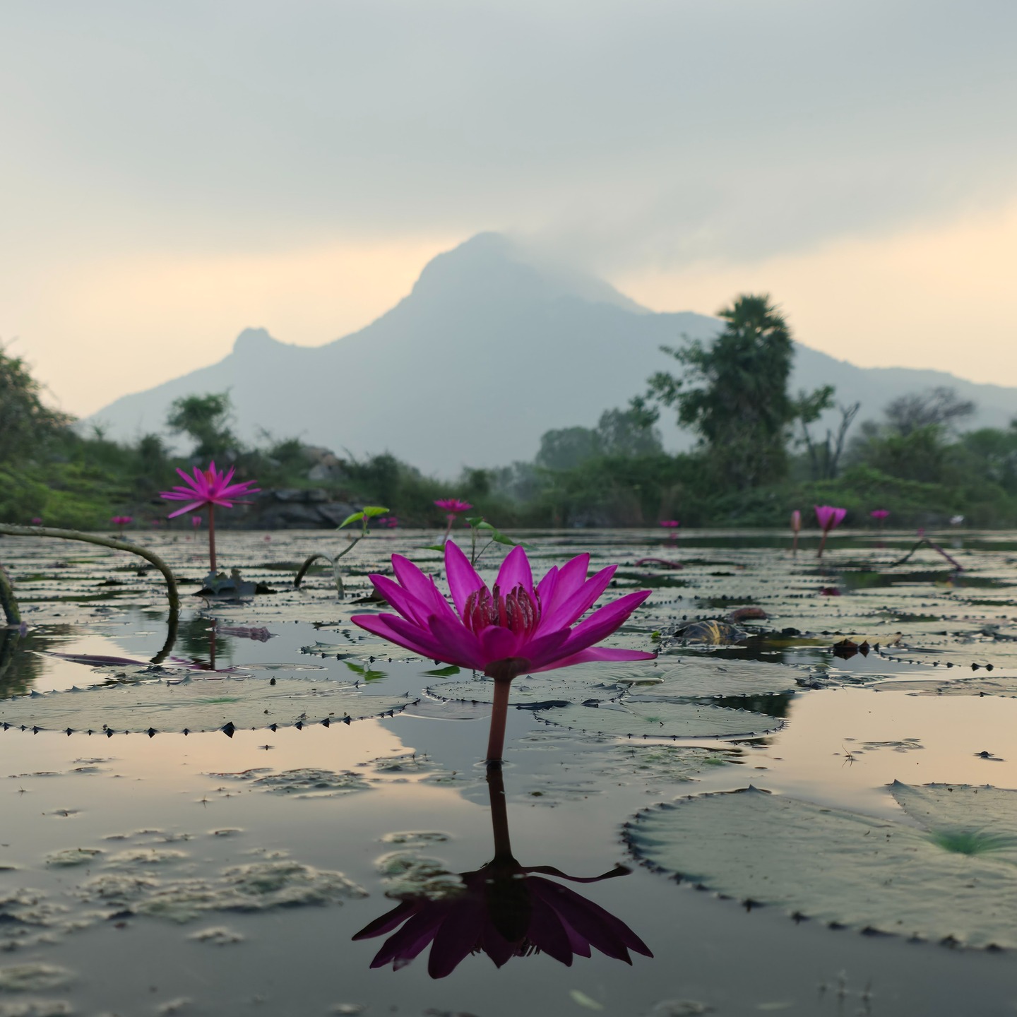 Pink lotus flowers on a lake with Arunachala mountain in Tiruvannamalai, India