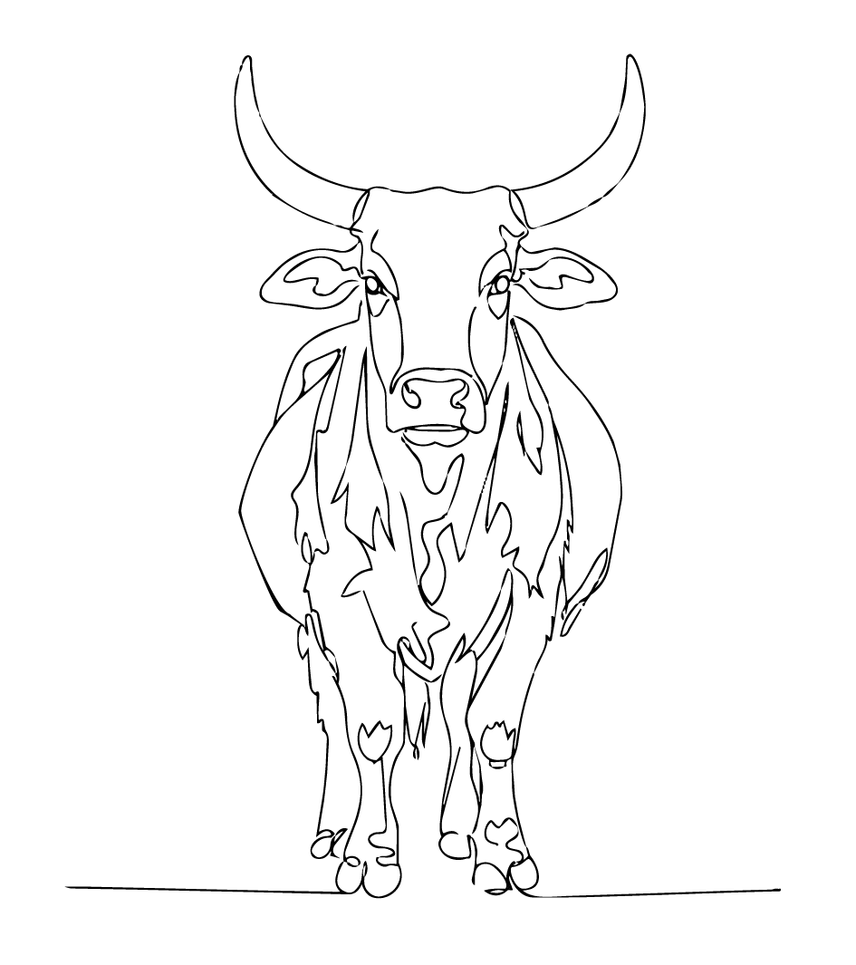 Cow Illustration